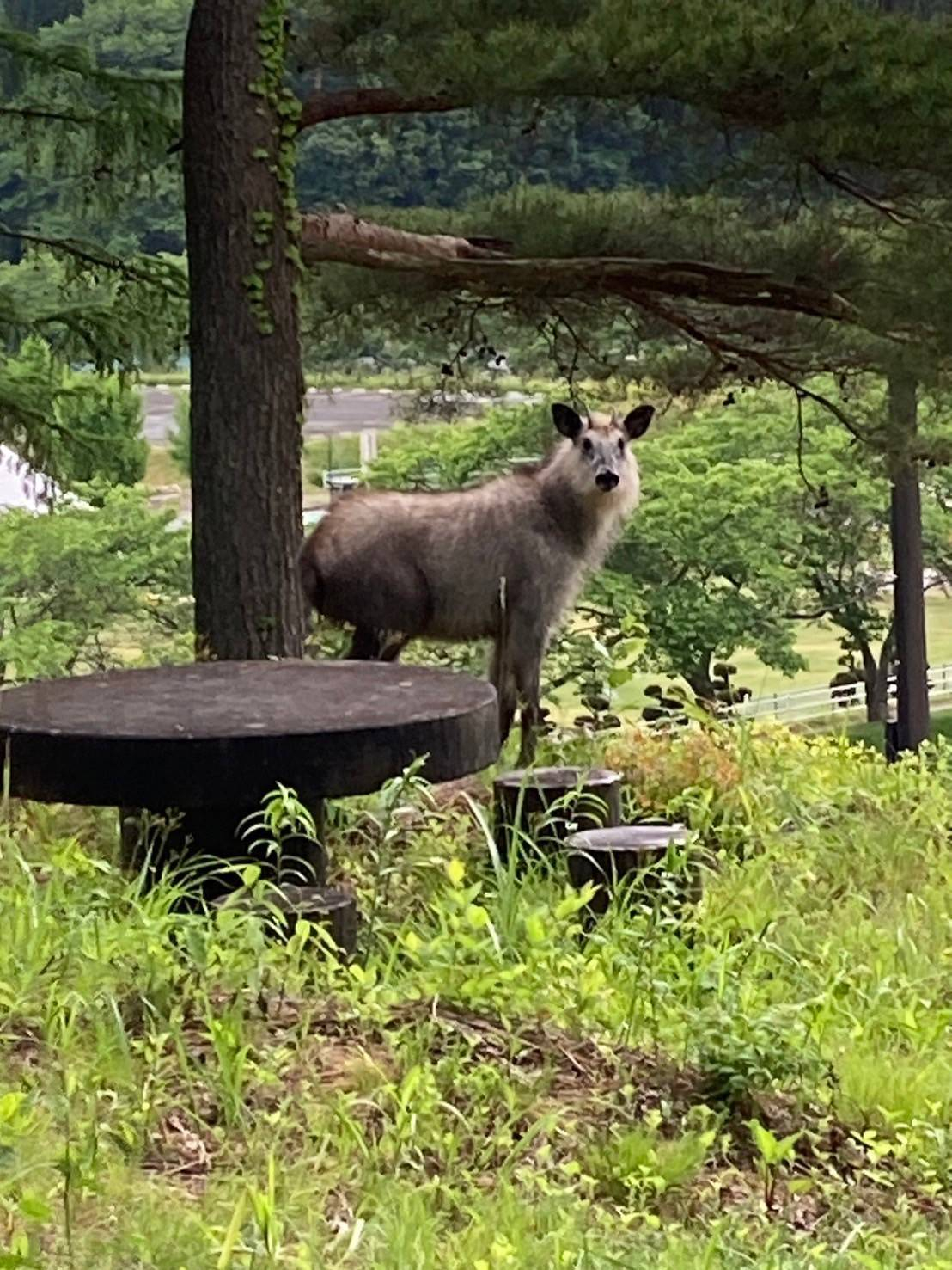 カモシカ1