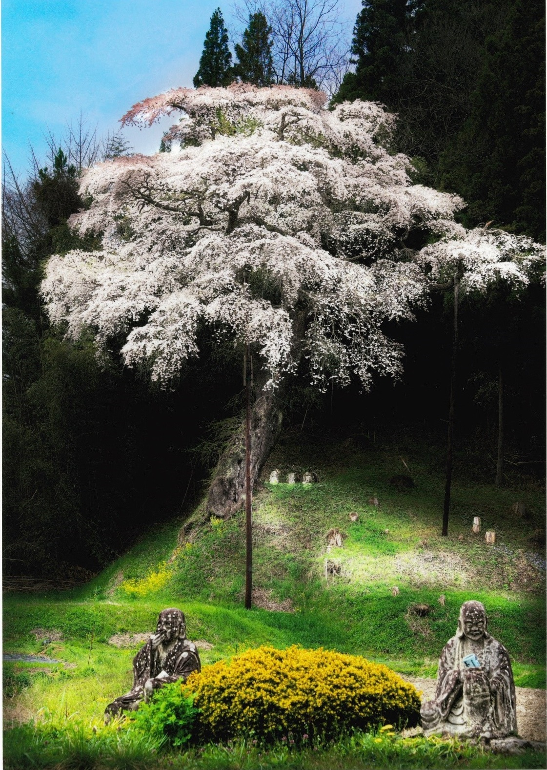 06 R7フォトコン【一般】優秀賞「お談様の桜、今ここに」門林泰志郎