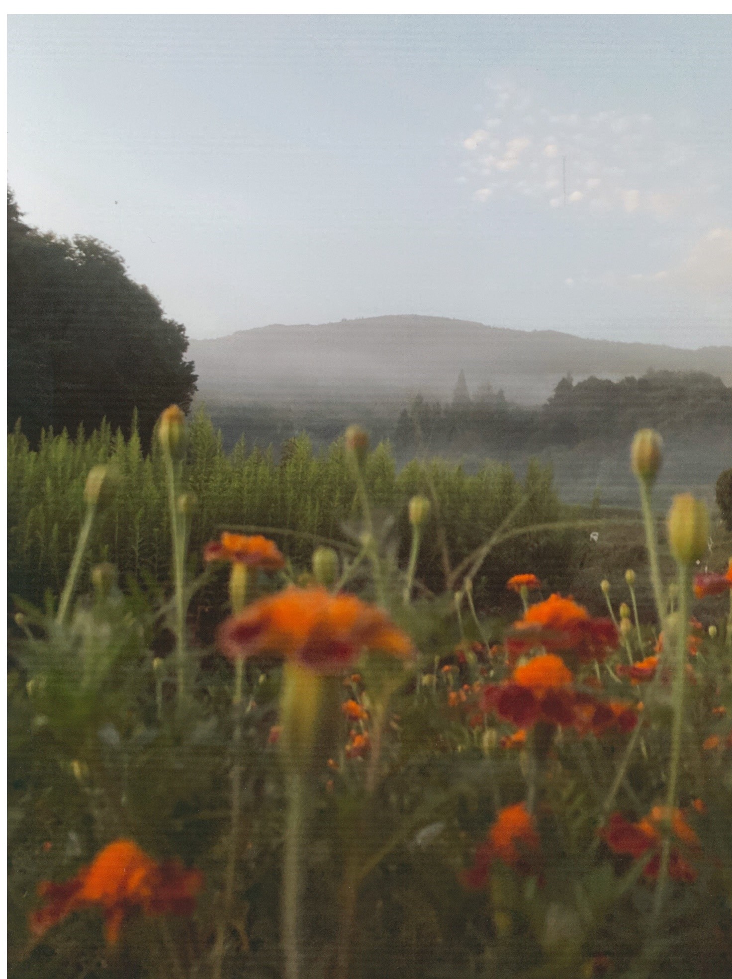 07 R7フォトコン【ジュニア】グランプリ「山と花」村上楓