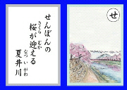 「せんぼんの桜が迎える夏井川」の写真