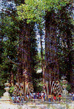 翁杉・媼杉の写真