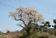 種まき桜の写真