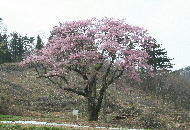 谷地の桜の写真