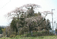 羽生の桜の写真