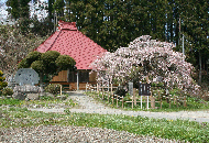 無量寺のしだれ桜の写真