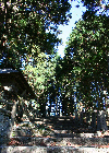 東堂山の杉並木の写真