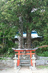 菅布禰神社の夫婦杉の写真