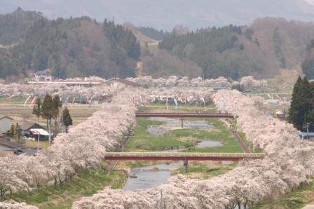 夏井千本桜 小野町公式ウェブサイト