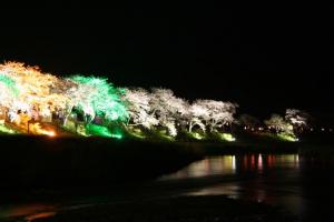 夏井千本桜ライトアップの写真