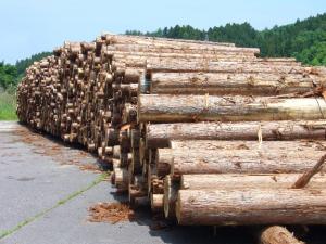 町有林間伐材の写真