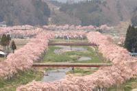 夏井千本桜の写真